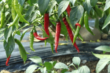赤いトウガラシ