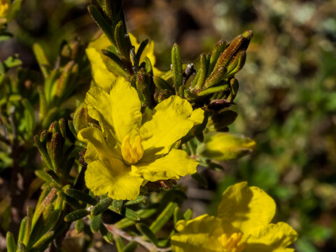 Erect Guinea-flower (Hibbertia riparia) is a small shrub that is native to Australia with yellow flowers which appear in spring and summer. 