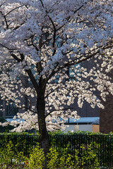 市街地の歩道に植えられた桜