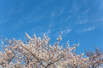 秋の雲が浮かぶ青空と桜