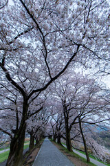 夜明けの桜と長い直線的な歩道