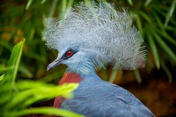 Victoria crowned pigeon, Victoria goura; Scientific name: Goura victoria, scary red eyes, close-up on the head. Garden tree background.