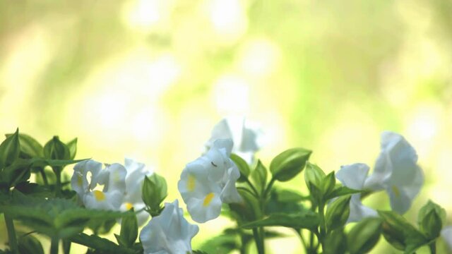 むらさき色や白もある小さくてかわいいトレニアの花