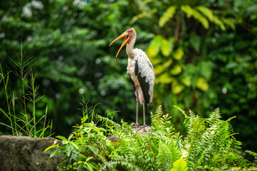 The painted stork (Mycteria leucocephala) has a yellow beak and long legs, is standing on the rocks and has a wide mouth. In the zoo, the background is a lush forest garden.