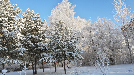 Winter spruce and pine trees in hoarfrost on a background of blue sky