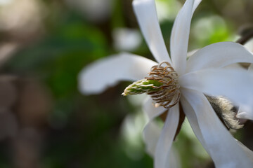 White Magnolia Flower, focus on the stamen and the bud behind the petal at the bottom right. Blurred background