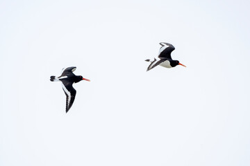 Deutschland, Niedersachsen, Juist, Austernfischer (Haematopus ostralegus), im Flug.