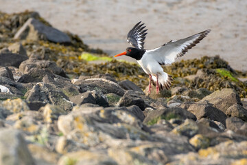 Deutschland, Niedersachsen, Juist, Austernfischer (Haematopus ostralegus), im Flug.