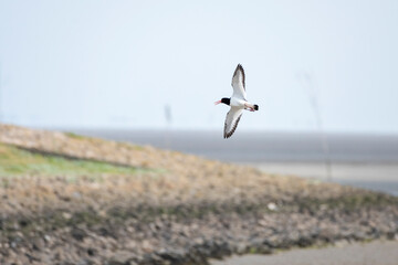 Deutschland, Niedersachsen, Juist, Austernfischer (Haematopus ostralegus), im Flug.