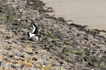 Deutschland,  Austernfischer (Haematopus ostralegus), an der Nordsee, im Flug.