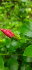 Fototapeta premium red leaf