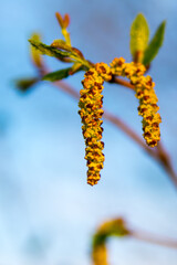 Spring earrings on a birch tree