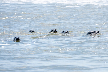 Deutschland, Niedersachsen, Juist, Seehunde (Phoca vitulina) und Kegelrobben (Halichoerus grypus) auf der Kachelotplate. © Oskar
