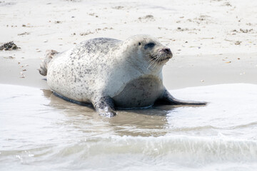 Deutschland, Niedersachsen, Juist, Seehunde (Phoca vitulina) auf der Kachelotplate. © Oskar