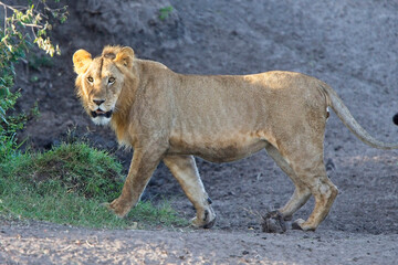 Fototapeta na wymiar Lion (Panthera leo), young male standing, Maasai Mara, Kenya.