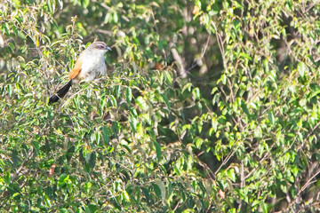 White-browed Coucal or Lark-heeled Cuckoo (Centropus superciliosus), perched in a bush, Maasai Mara, Kenya.