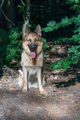 Naklejka na ściany i meble Young brown German Shepherd dog, female sits in the woods on the sand, tongue sticking out. Trees in the background