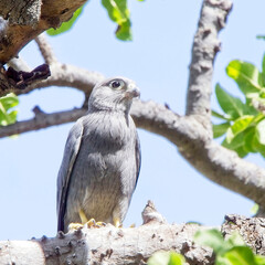 Grey Kestrel (Falco ardosiaceus), a juvenile perched in a tree, Maasai Mara, Kenya.