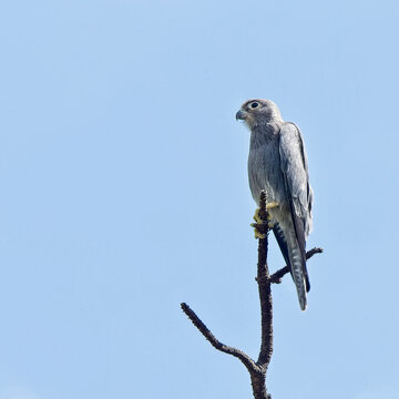 Grey Kestrel (Falco ardosiaceus), a juvenile perched in a dead tree, Maasai Mara, Kenya.