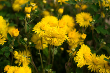 Bright yellow flowers on a background of green foliage.