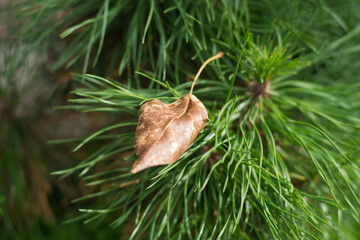 Dry leaf falling on a small pine tree. Approaching autumn in the garden at the dacha.