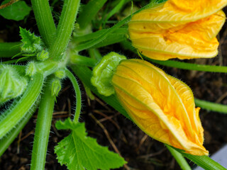 Young patissons on a green bush with yellow inflorescences