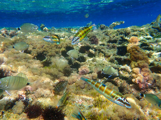 mediterranean sea fish . Beautiful fish in the Mediterranean Sea . Fish school