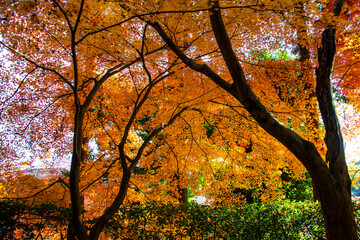紅葉した日本のもみじ
