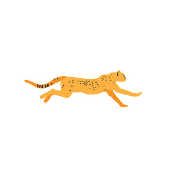 Cheetah runs on a white background. Cheetah vector logo. The animal runs fast