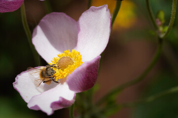 a bee collects pollen from a flower in a garden