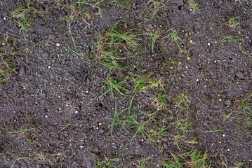 grass seeds on a damaged lawn