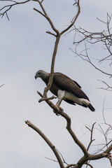 Grey-headed fish eagle perching on the tree.