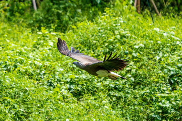 Grey-headed fish eagle flying in the air.