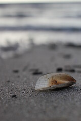 seashell on the beach