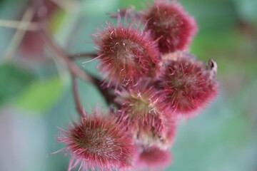 A close-up of Bixa orellana with a red effect on the tree. Selectable focus. Blurred background.