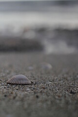 seashell on the beach