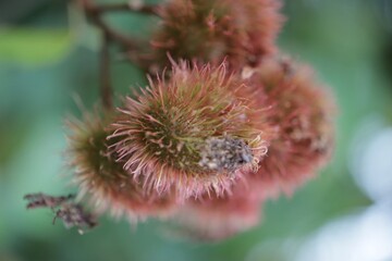 A close-up of Bixa orellana with a red effect on the tree. Selectable focus. Blurred background.