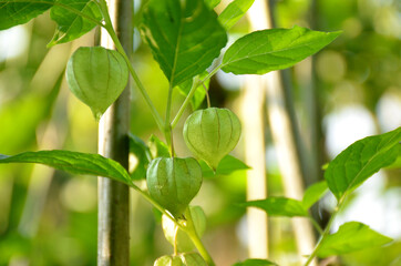 the green balloon flower in the garden,