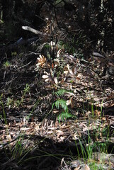 The green grass background and with the dried leaves in the park in the Blue Mountains national parks in Australia