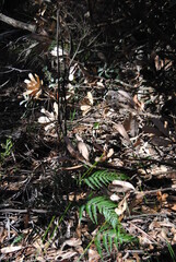 The green grass background and with the dried leaves in the park in the Blue Mountains national parks in Australia
