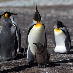 King Penguin (Aptenodytes patagonicus) feeding a chick, Saunders Island. Square Composition.