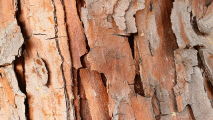 wood background texture or wallpaper