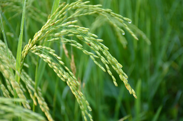 the green ripe paddy plant grains in the field meadow.