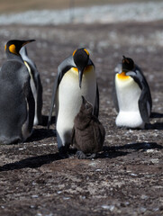 King Penguin (Aptenodytes patagonicus) feeding a chick, Saunders Island.
