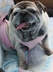 Portrait of an old pug dog Cute fat dog Sitting, smiling happy, seeing funny teeth on a wooden table, selectable focus