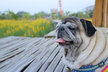 Portrait of an old pug dog Cute fat dog Sitting, smiling happy, seeing funny teeth on a wooden table, selectable focus