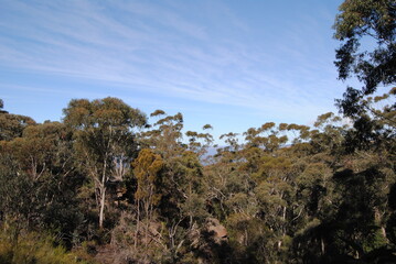 Fototapeta premium The Blue Mountains national park tracks in the bush, Australia