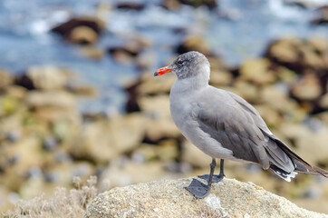 Heermann's Gull on the Pacific coast, California.