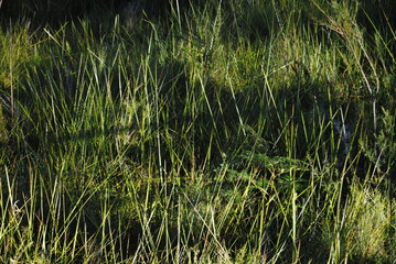 The green grass background and with the dried leaves in the park in the Blue Mountains national parks in Australia