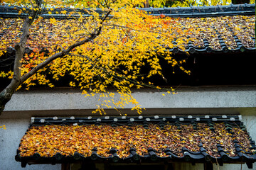 Fototapeta premium 紅葉したもみじが屋根に落ちて